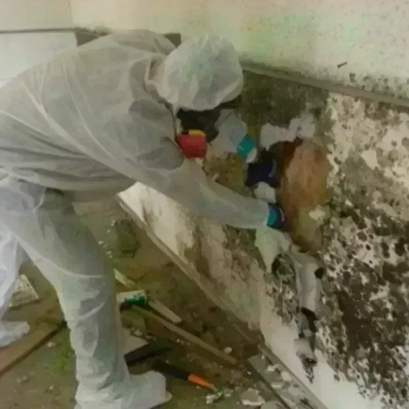 Mold Remediation and Removal in Newport News, VA